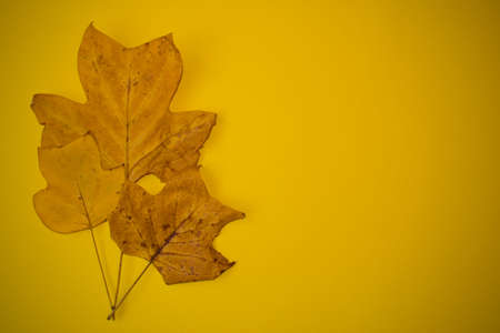 Yellow leaves on yellow background. Autumn background