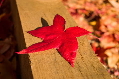 One red leaf on a wooden plank