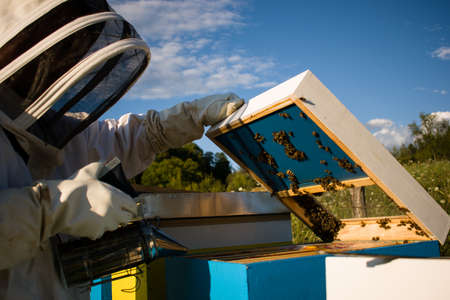 Beekeeper working with bees, close up