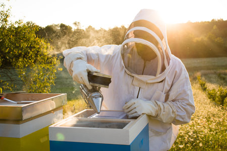 Beekeeper working with bees in the sunsetの写真素材