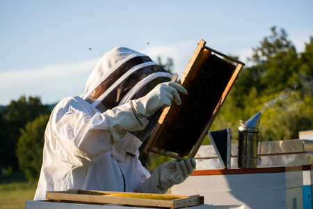 Beekeeper in white protective suit holding beehive frame and inspecting bees
