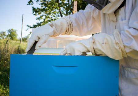 Beekeeper working in the apiary with bees, close upの写真素材