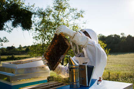 Beekeeper in lush green nature working with bees and inspecting beehives