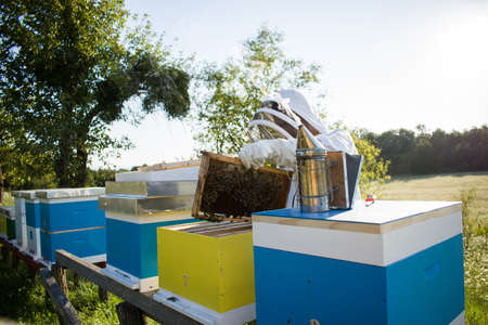 Beekeeper in apiary working with bees, inspecting beehives, bee boxes
