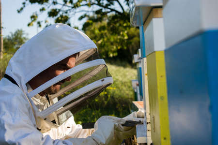 Beekeeper working in the apiary, inspecting beehives, close upの写真素材