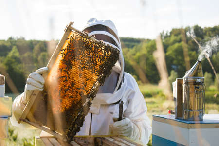 Beekeeper in white protective suit holding bee frame or honeycombの写真素材