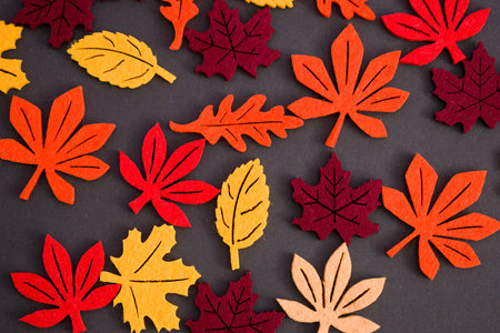 Various autumn leaves on black background. Fall colors concept backgroundの写真素材