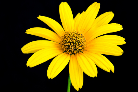 Yellow flower on blackの写真素材