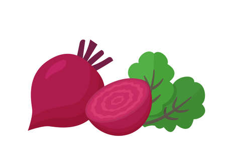 Beet root isolated on white background. Fresh red beetroot with leaves and a half. Vector illustration of vegetarian food. Natural organic vegetablesのイラスト素材