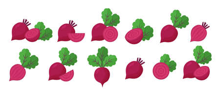 Beet root isolated on white background. Fresh red beetroot with leaves and a half. Vector illustration of vegetarian food. Set of natural organic vegetablesのイラスト素材