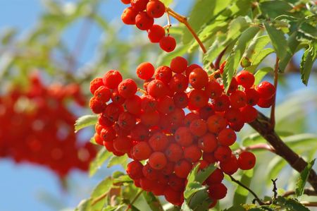 ashberriesの写真素材