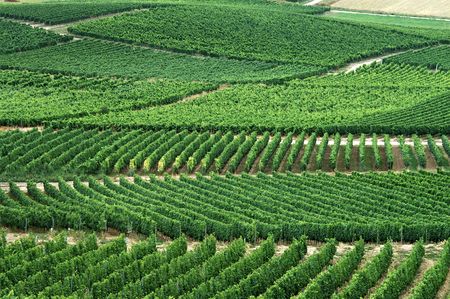 green vineyards. Germany