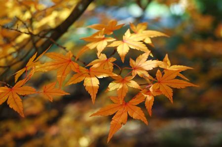 japanese maple leafsの写真素材