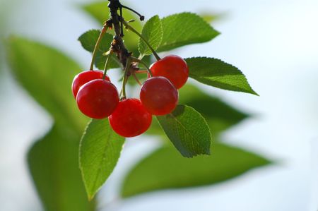 sunny cherry