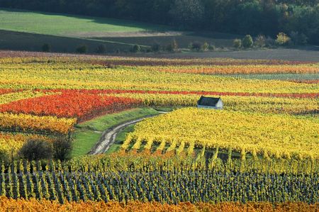 vineyards in autumn colorsの写真素材