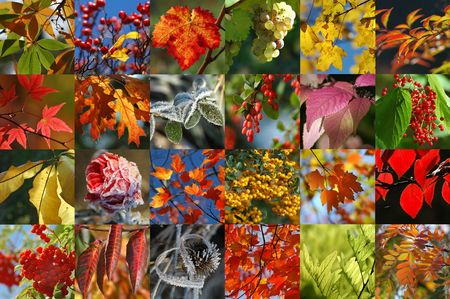 Autumn collection