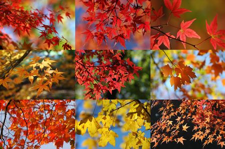 maple collection