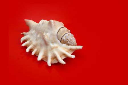 Sea shell on red background