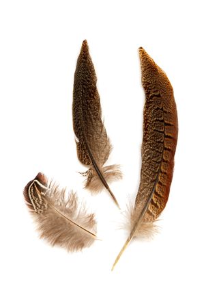 Feathers