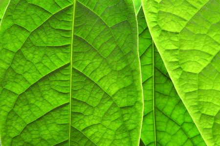 Green leaves background