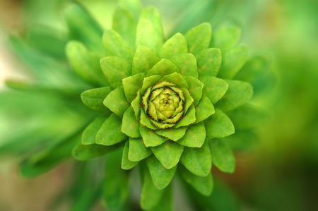 Close-up green plant