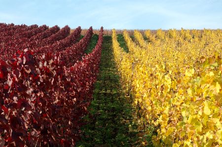 Vineyards. Germanyの写真素材