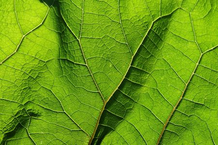 Green leaf backgroundの写真素材