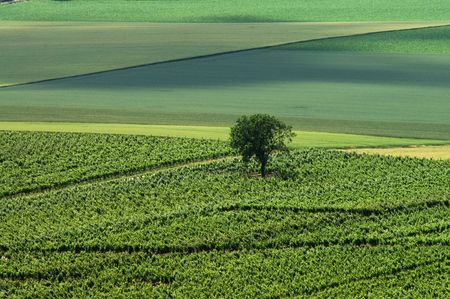 Green landscape