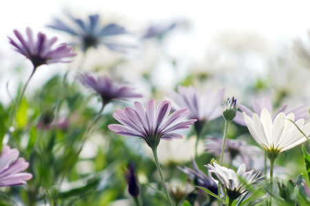 Transparent flowersの写真素材