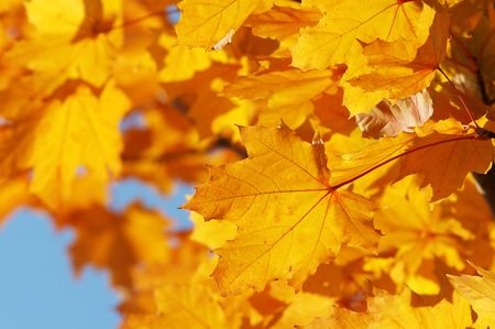 Maple leaves