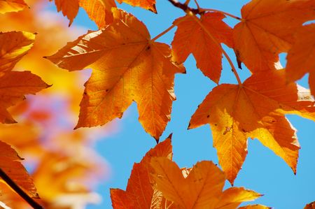 Maple leaves and blue sky