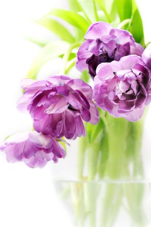 Lilac tulips in vaseの写真素材