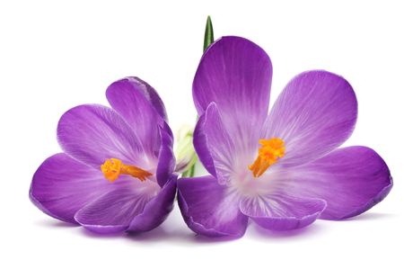 Crocus Crocus