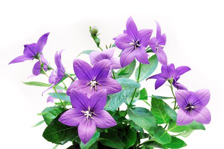 Bluebell flower isolated on white backgroundの写真素材