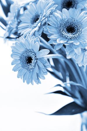 Gerber bouquet in blue tonedの写真素材