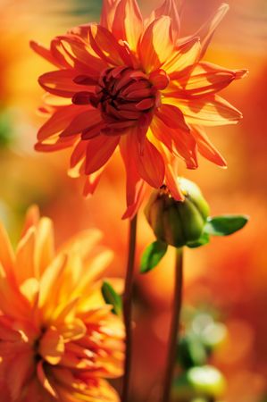 Dahlia blossom orange backgroundの写真素材