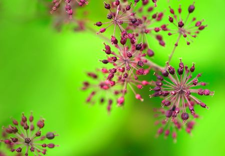 Floral abstract backgroundの写真素材