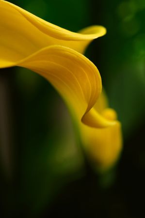 Yellow calla abstractの写真素材