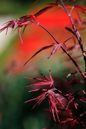 Japanese red maple backgroundの写真素材