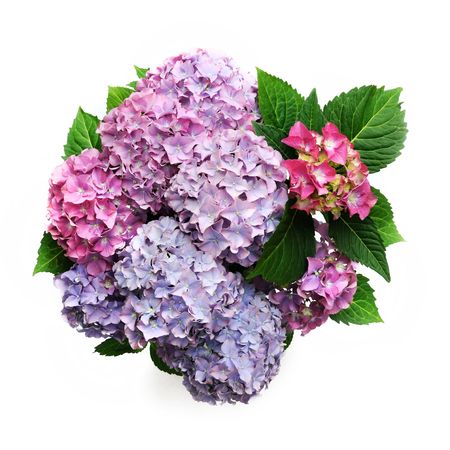 Hydrangeaの写真素材