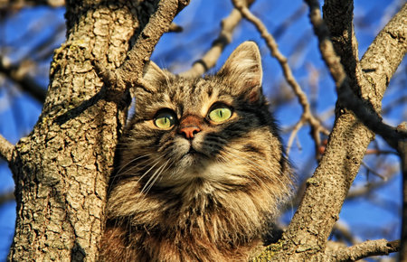 Cat on a tree looking in to the sun