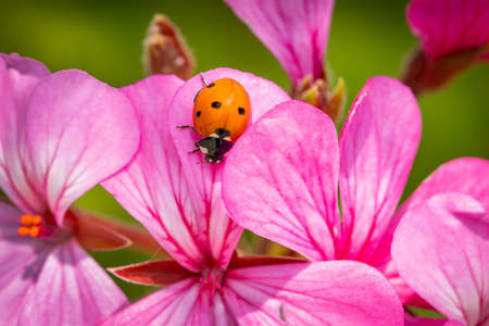 Macro photo of Ladybug on a pink flowerの写真素材
