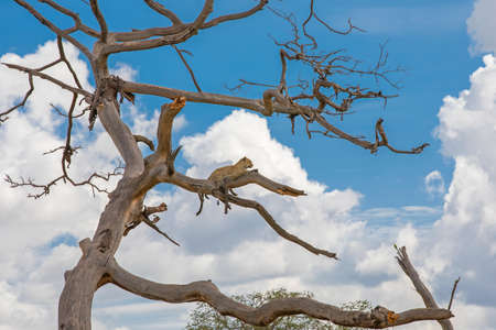 African leopard resting on a treeの写真素材