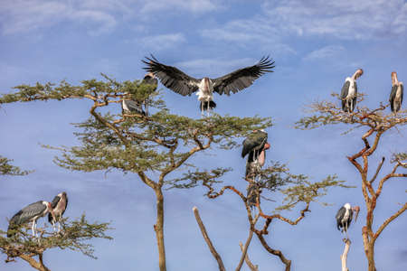 Trees with birds in Africa Tanzania