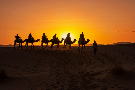 A group of tourist led by a local beduin guide riding camels to the desert camp in Sahara . Sunset , golden hour Sahara Morocco 12 February 2020の写真素材