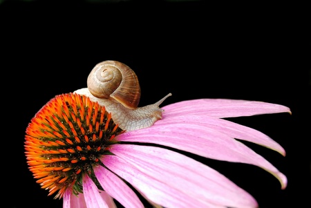 Snail on a flowerの写真素材