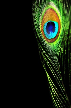 Peacock feather の写真素材
