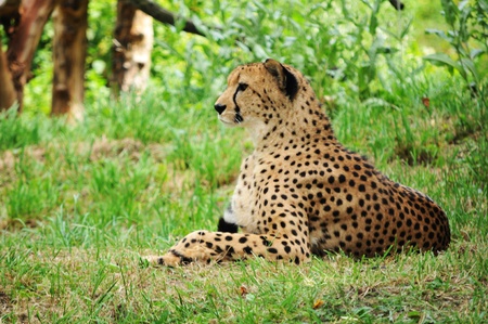 Cheetah 
