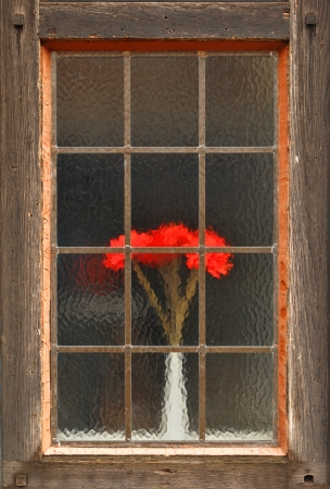Red flowers behind matte window glassの写真素材