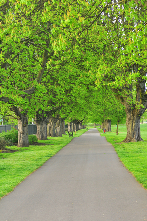 Empty alley in park with green treesの写真素材